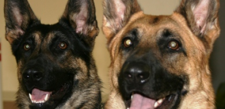 Allentown Dog Training | Puppy Obedience Training & Camp | Lehigh