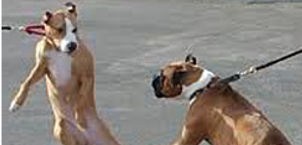 Allentown Dog To Dog Aggression Training | K9 Training Service