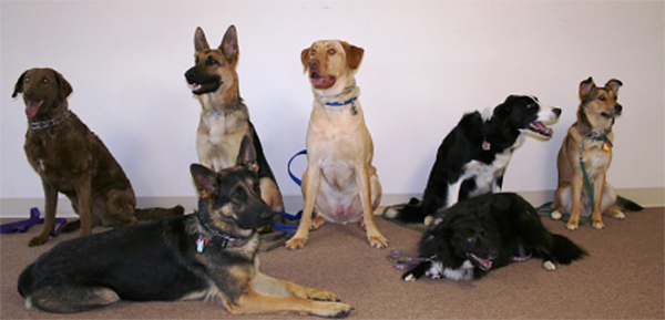 Group of Dogs Behaving