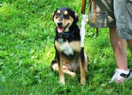 Person with their happy dog