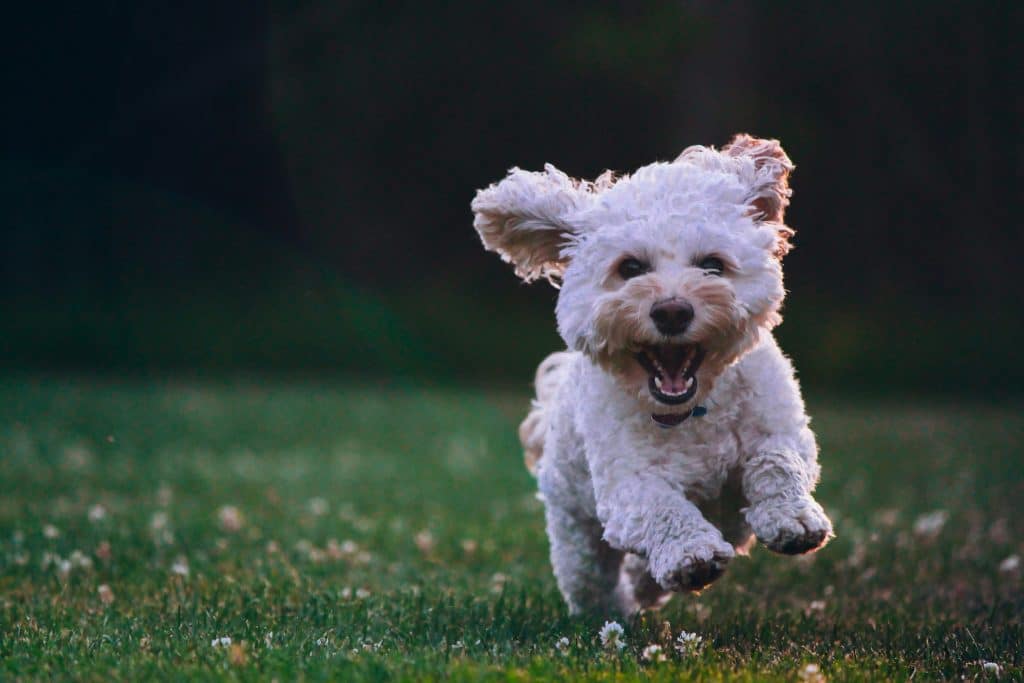 Puppy Training 1